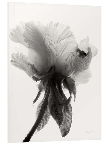 Bilde på skumplate Translucent Peony VII