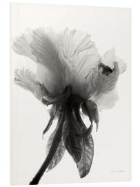 PVC print Translucent Peony VII