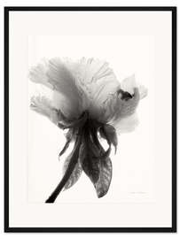 Gerahmter Kunstdruck Transluzente Pfingstrose VII