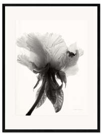 Framed art print Translucent Peony VII