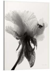 Magnettafel Transluzente Pfingstrose VII