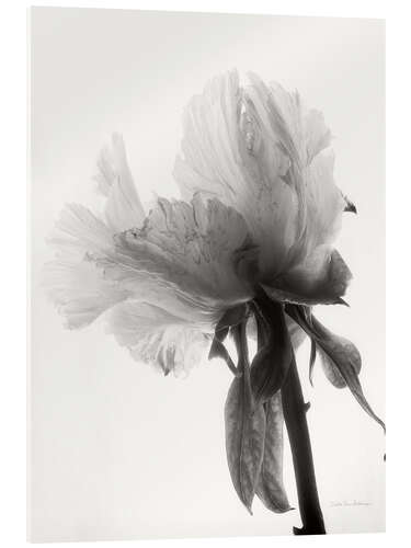 Acrylic print Translucent Peony VIII