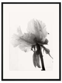 Gerahmter Kunstdruck Transluzente Pfingstrose VIII