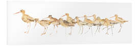 Foam board print Watercolor Sandpipers