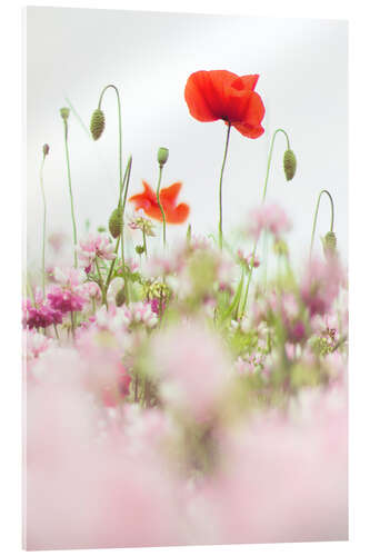 Quadro em acrílico Poppies in the field