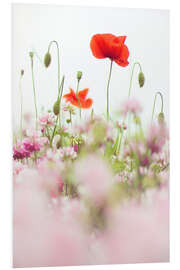 Print på skumplade Poppies in the field