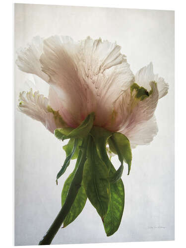 Foam board print Translucent Peony VII