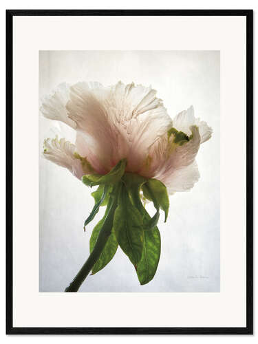 Framed art print Translucent Peony VII