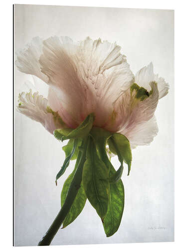 Galleritryck Translucent Peony VII