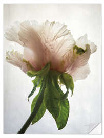 Selvklebende plakat Translucent Peony VII