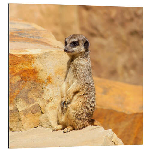 Aluminium print Meerkats