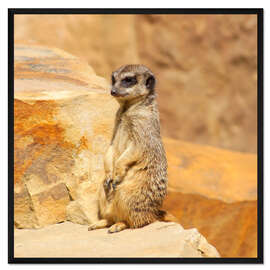 Gerahmter Kunstdruck Erdmännchen