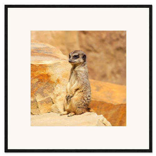 Plakat artystyczny premium w ramie Meerkats