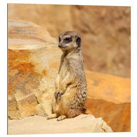 Gallery print Meerkats