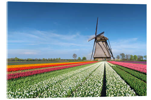 Stampa su vetro acrilico Flowers and windmill