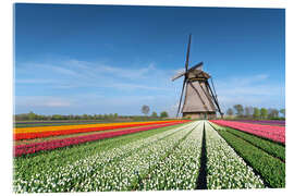 Acrylic print Flowers and windmill