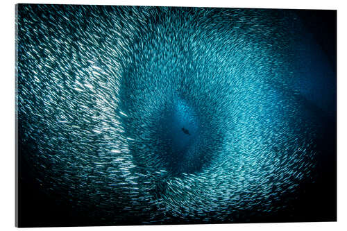 Cuadro de metacrilato A Cormorant dives into a sea of baitfish, Southern California.
