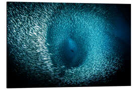 Alubild Gigantischer Fischschwarm - Brook Peterson