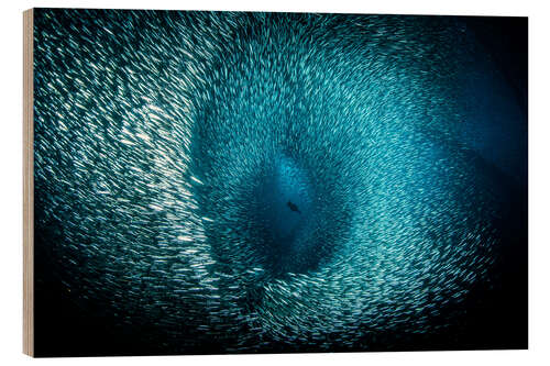 Wood print Gigantic school of fish