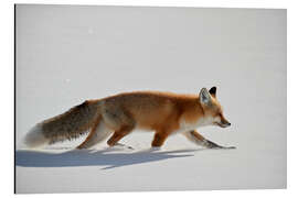 Aluminiumtavla Red fox in the snow