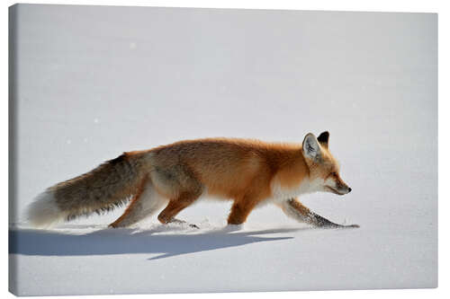 Canvas print Red fox in the snow