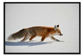 Gerahmter Kunstdruck Roter Fuchs im Schnee