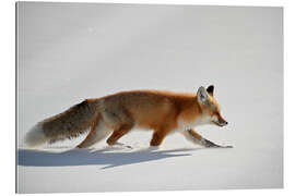 Galleriprint Red fox in the snow