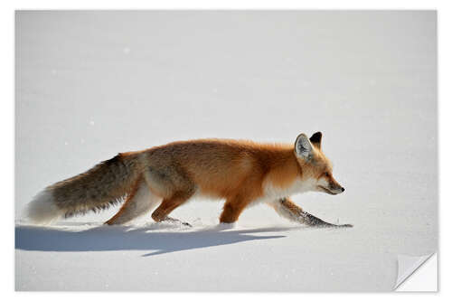 Selvklebende plakat Red fox in the snow