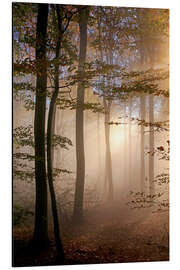 Aluminium print Autumn forest in the fog