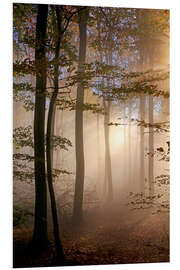 Foam board print Autumn forest in the fog