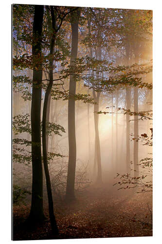 Tableau en plexi-alu Forêt d'automne dans le brouillard