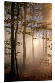 Gallery print Autumn forest in the fog