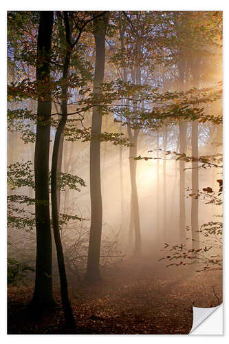 Autocolante decorativo Autumn forest in the fog