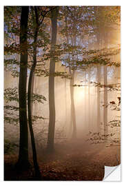 Selvklebende plakat Autumn forest in the fog