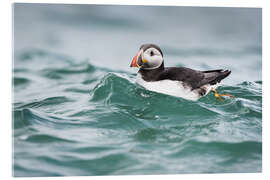 Acrylic print Puffin riding a small wave