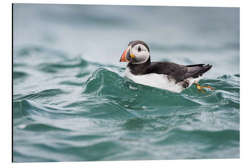 Quadro em alumínio Puffin riding a small wave