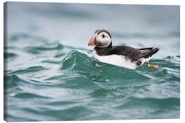 Canvas print Puffin riding a small wave