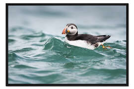 Gerahmter Kunstdruck Papageientaucher reitet eine Welle