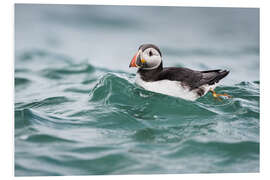 Foam board print Puffin riding a small wave