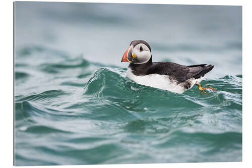 Gallery print Puffin riding a small wave