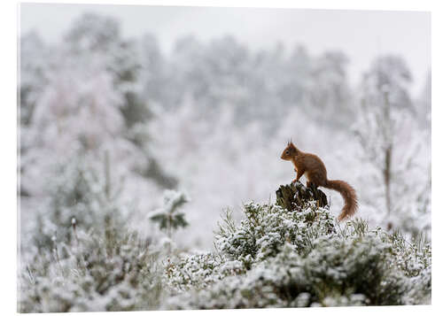 Acrylic print Squirrel on a tree stump