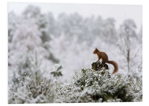 PVC-taulu Squirrel on a tree stump