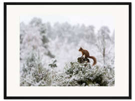 Gerahmter Kunstdruck Eichhörnchen auf einem Baumstumpf