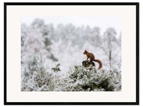 Kehystetty taidepainatus Squirrel on a tree stump