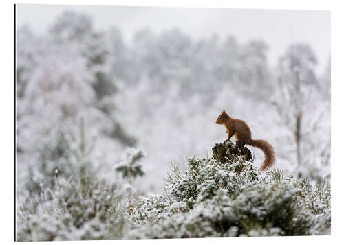 Galleritryk Squirrel on a tree stump