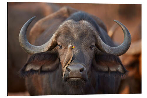 Aluminium print Bird on the snout of a buffalo, Africa