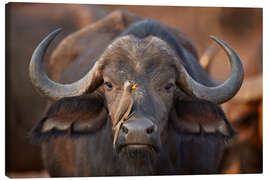 Canvas print Bird on the snout of a buffalo, Africa