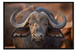 Gerahmter Kunstdruck Vogel bei der Reinigung eines Büffels, Afrika