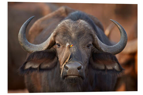 Obraz na PCV Bird on the snout of a buffalo, Africa