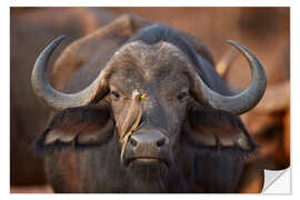 Naklejka na ścianę Bird on the snout of a buffalo, Africa